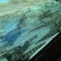 В День защиты детей юные крымчане смогут бесплатно посетить крокодиляриум и аквариум