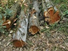 По факту вырубки деревьев в Алуште возбуждено уголовное дело