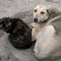 В крымском законе о животных восполнят пробелы российского законодательства