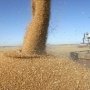 В Крыму намолочено 78,8 тыс. тонн зерна