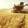 В Крыму урожайность зерновых возросла в 2,5 раза