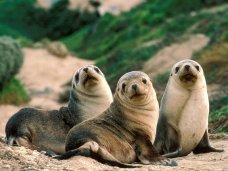 В крымском «Тайгане» появилось три тюленя