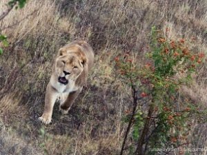 Тиграм и львам в Крыму докладывают мясо, хотя…