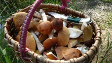 Возле Севастополя трое отдыхающих отравились грибами