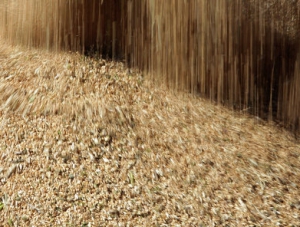 За месяц из Крыма вывезли около 40 тыс. тонн зерна