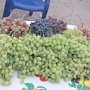 Завтра в Евпатории начнутся «Дни винограда»