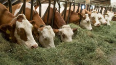 Завоз кормов для скота в Крым признали ненужным