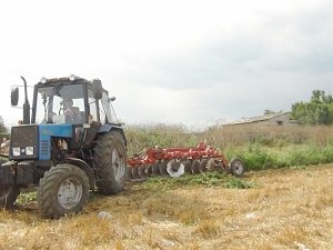 В Симферопольском районе уничтожено поле дикорастущей конопли
