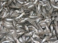 В Керчи цены на рыбу остаются стабильными