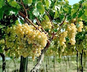 Севастопольские полицейские задержали подростков, похитивших виноград в агрофирме «Золотая балка»