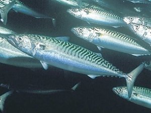 70 тонн иноземной рыбы не пустили в Крым