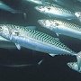 70 тонн иноземной рыбы не пустили в Крым