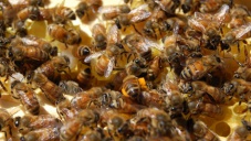 На территорию Крыма не пустили 13 пчелиных семей