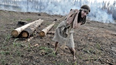 Лесным хозяйствам в Крыму запретили рубить деревья
