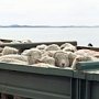 На въезде в Крым не пропустили 50 овец