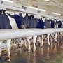 20 тонн говяжьих кишок не пустили в Крым
