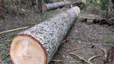 Запрет на рубку леса в Крыму отменили
