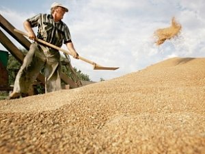Крым собрал 1,1 млн тонн зерновых и зернобобовых