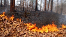Население Крыма призвали не посещать леса из-за опасности пожаров