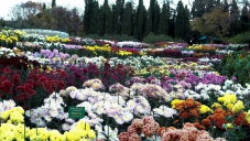 В Никитском ботаническом саду устроят «Бал хризантем»
