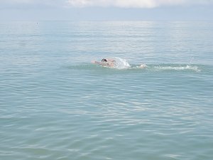 В Севастополе морж проплыл со связанными руками и ногами два километра