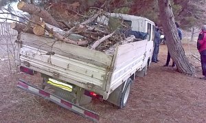 Полицейские остановили незаконную вырубку крымских сосен