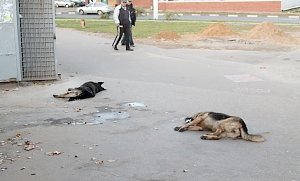 В Севастополе началось массовое отравление собак