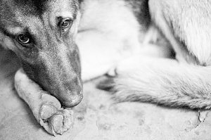 Защитники животных в Севастополе объявили о массовом уничтожении собак