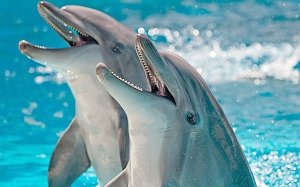 Из Крыма по поддельным документам желали вывезти шестерых дельфинов