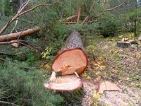 Ялтинские депутаты требуют ужесточить наказание за вырубку реликтовых и вековых деревьев