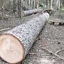 В Керчи не законно срубили лесные насаждения на 50 тысяч рублей