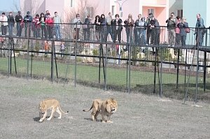 Парк «Тайган» решил не устраивать традиционный выпуск львов