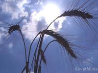 Минсельхоз РФ инициировал увеличение объемов господдержки в аграрной сфере