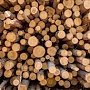 В Ялте будут судить лесника за попытку похищения древесины из заповедника