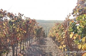У завода шампанских вин «Новый свет» появились свои виноградники