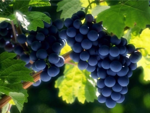 Аксенов: На развитие садов и виноградников в Крыму выделят 650 млн. рублей