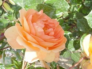 Никитский ботанический сад покажет выставку «Романтические розы»