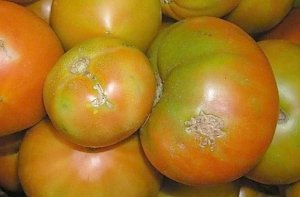 В Крым пытались завезти 18 тонн опасных помидоров