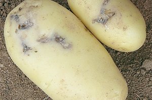 В Крым пытались провезти 10 тонн зараженного картофеля
