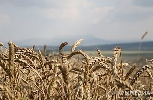 На первых биржевых торгах в Крыму продали почти 10 тыс. тонн зерна
