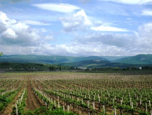 В окрестностях Севастополя высадят 1 тыс. га виноградников