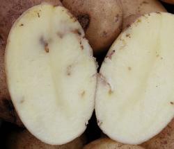 В Джанкойском районе объявили карантин по картофельной моли