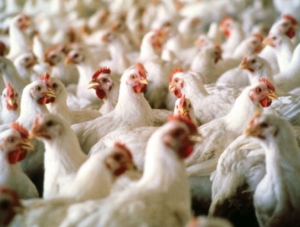 На полуостров пытались провезти почти 17 тонн украинской курятины