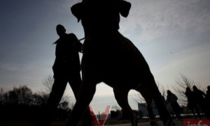 В Керчи возбудили уголовное дело по факту нападения на 4-летнюю девочку собак на СТО
