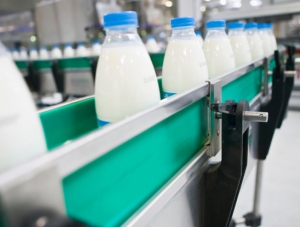 Минсельхоз: чтобы восстановить молочную отрасль РК потребуется более 7 лет