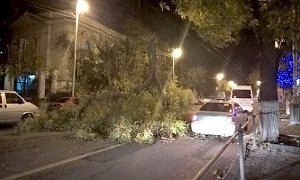 В Севастополе ураган валит деревья и обрывает провода
