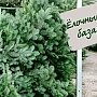 В Крыму начинаются проверки незаконной торговли хвойными деревьями