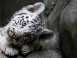 В зоопарке «Сказка» умер третий тигренок