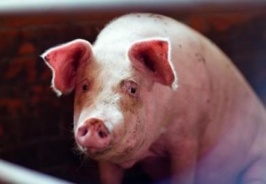 Сегодня в Крыму начнётся массовое уничтожение свиней