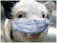 Что необходимо знать об африканской чуме свиней?